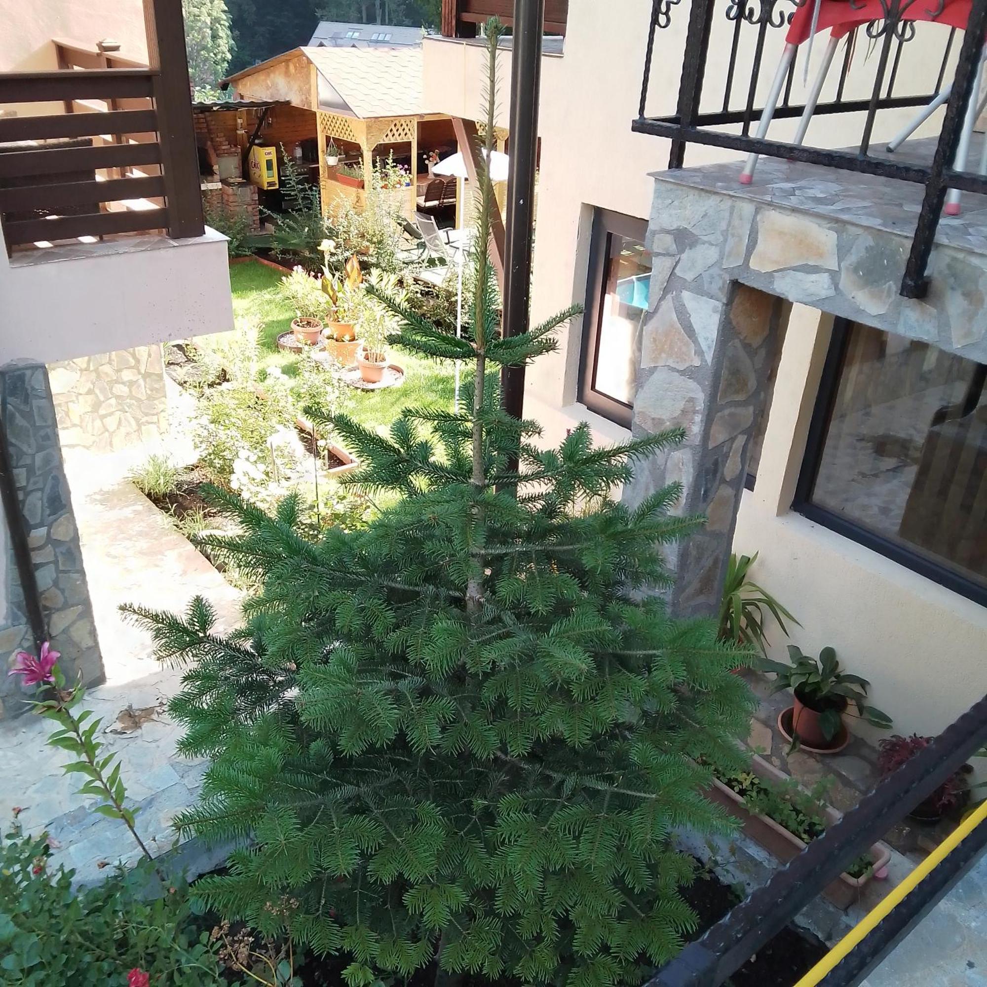 Casa Nicolas Buşteni Extérieur photo